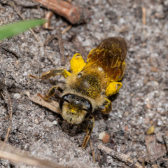 Andrena erythrogaster