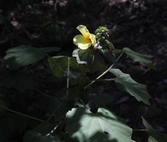 Hibiscus lunarifolius