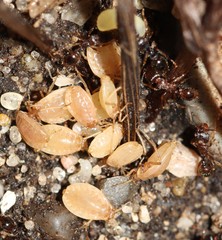 Paracletus cimiciformis