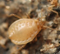 Paracletus cimiciformis