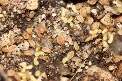 Paracletus cimiciformis