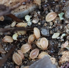 Paracletus cimiciformis