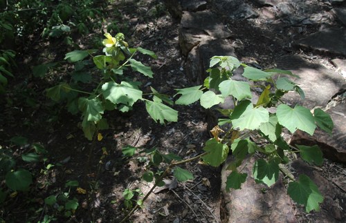 Image of Hibiscus lunarifolius by (c) Tony Rebelo, some rights reserved (CC BY-SA)