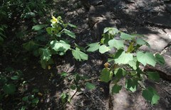 Hibiscus lunarifolius