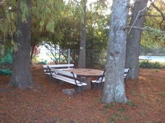 Taxodium distichum