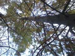 Taxodium distichum