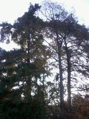 Taxodium distichum