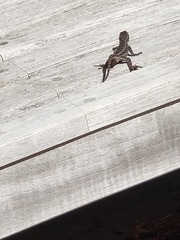 Sceloporus undulatus