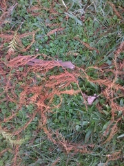 Taxodium distichum