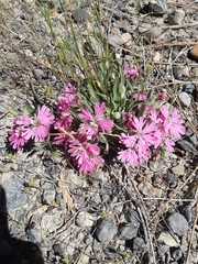 Silene hookeri