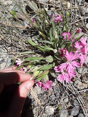 Silene hookeri