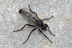 Lasiopogon