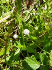 Lachnocaulon anceps