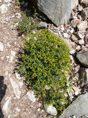 Euphorbia acanthothamnos