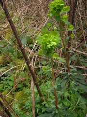 Euphorbia amygdaloides