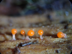 Trichia crateriformis