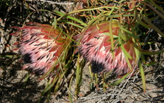 Protea pudens