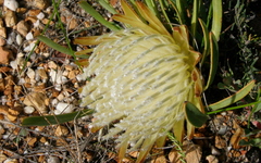 Protea aspera