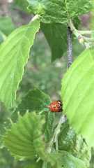 Harmonia axyridis
