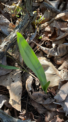 Allium tricoccum