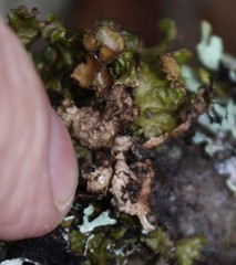 Tuckermanopsis americana