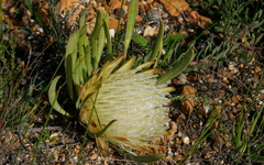 Protea aspera