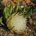 Protea aspera - Photo (c) Vera Frith,  זכויות יוצרים חלקיות (CC BY-NC), הועלה על ידי Vera Frith