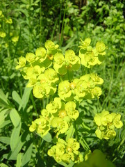 Euphorbia esula