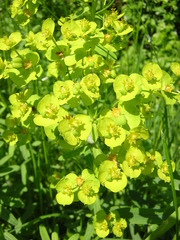 Euphorbia esula