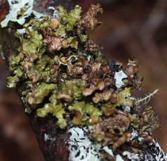 Tuckermanopsis americana