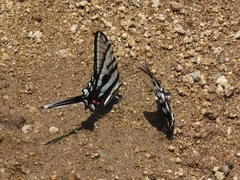 Protographium epidaus fenochionis