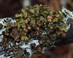 Tuckermanopsis americana