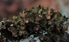 Tuckermanopsis americana