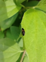 Anaspis fasciata