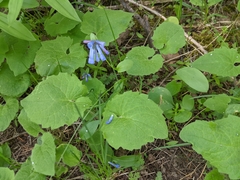 Mertensia longiflora