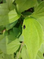 Anaspis fasciata