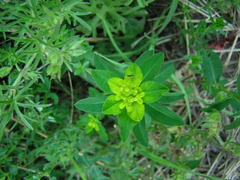 Helioscopia