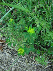 Helioscopia