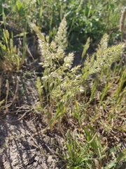 Trisetaria panicea