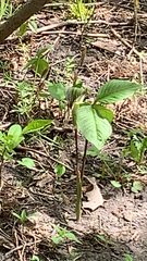 Arisaema triphyllum