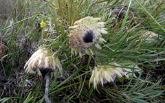Protea pudens