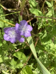 Phacelia strictiflora
