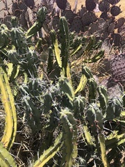 Myrtillocactus