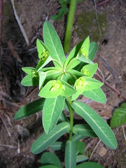 Helioscopia