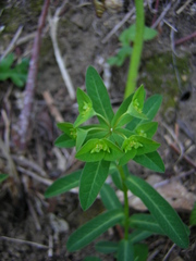 Helioscopia