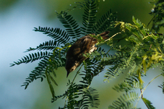 Certhidea fusca