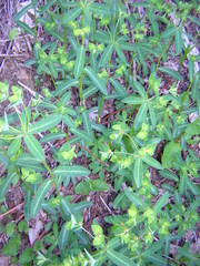 Helioscopia