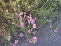 Antirrhinum tortuosum