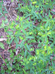 Helioscopia