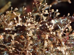 Eudendrium californicum